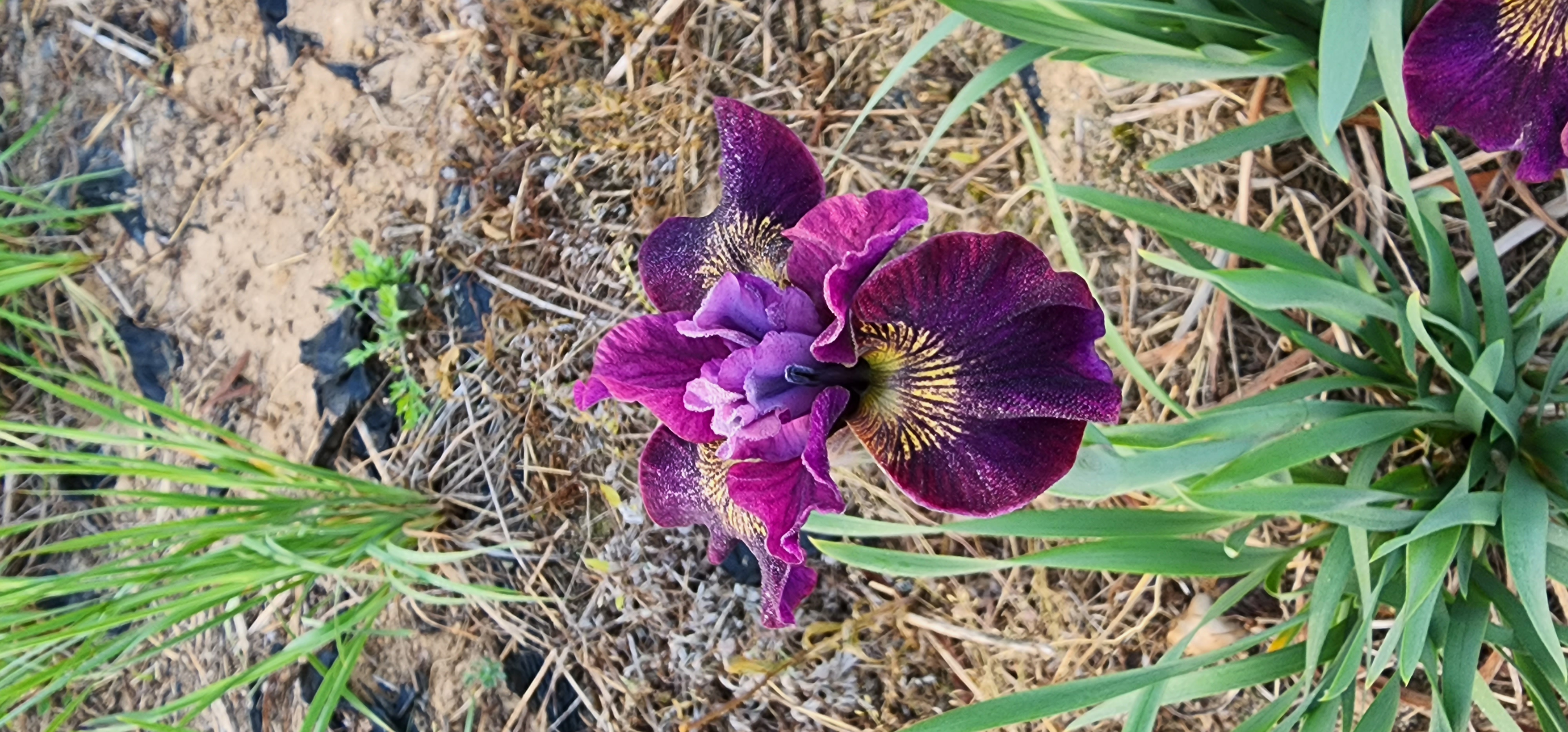 Iris 'URI2022-18'
